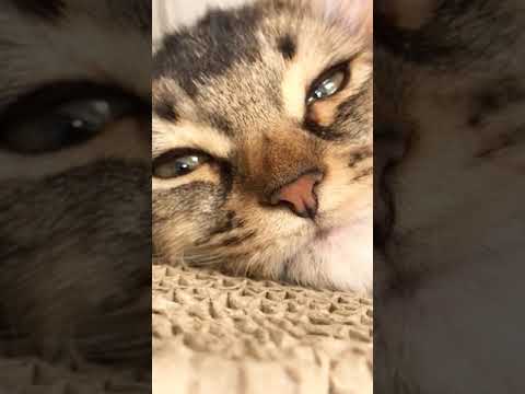 お昼寝😪　ソマリ　通常販売の子猫ちゃん　アゴはネコ