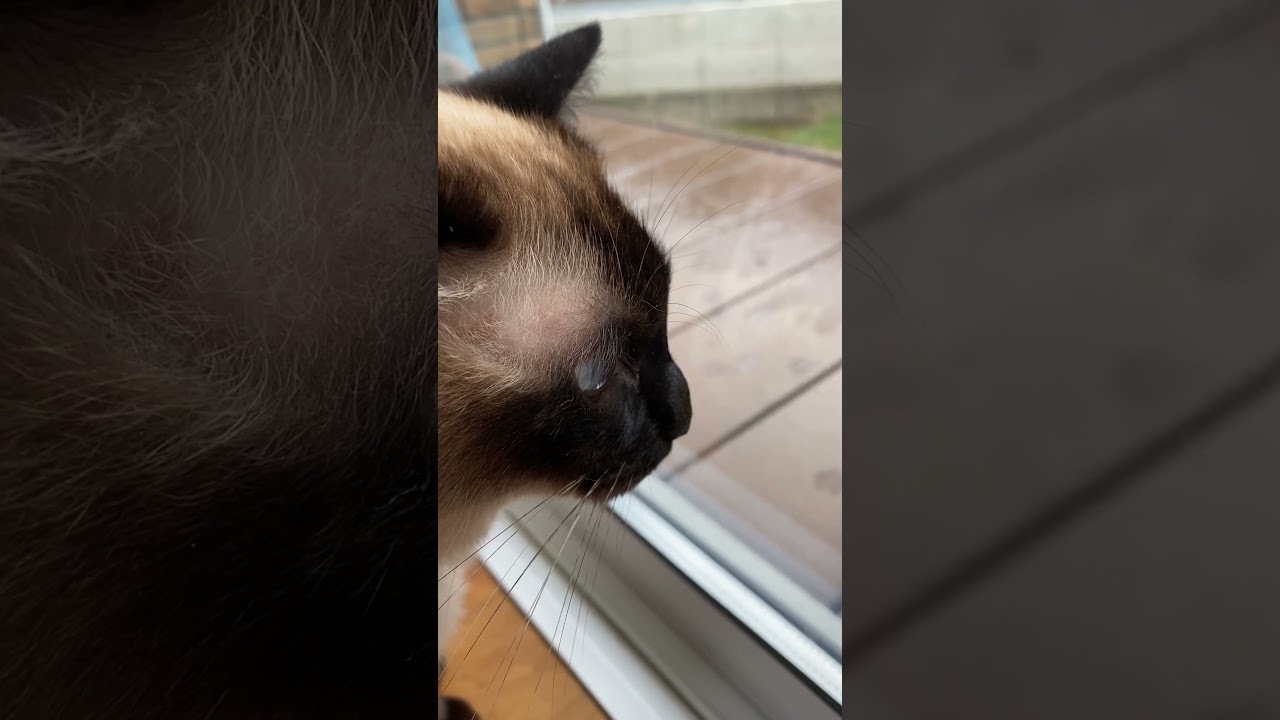 【2023.05.24】今日のシャム猫のふくさん（音無し）【たぬき猫】 #shorts 今日も黒猫さん