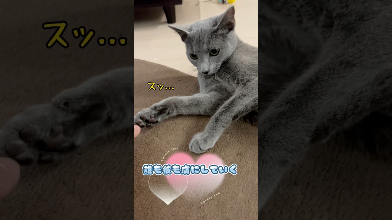 握手拒否の塩対応　#Shorts #ロシアンブルー　#ねこ　#ねこ動画　#cat #猫　#russianblue