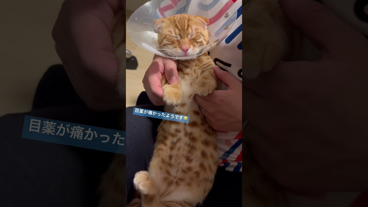 早く治るりますように🥲 #キンカロー #子猫 #猫 #cat #猫のいる暮らし #catlover  #アレルギー #고양이 #catlovers #catvideo #catvideos