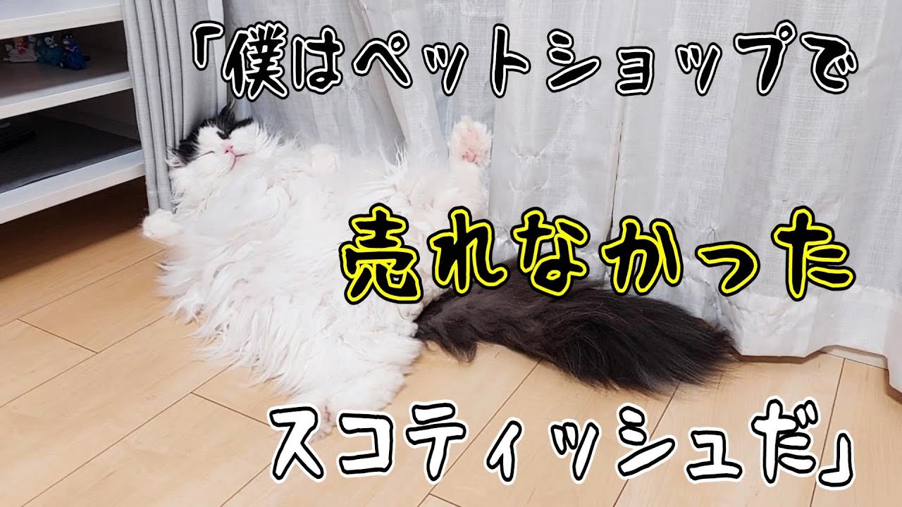 ペットショップで一人だけ大きくなってたスコティッシュを連れて帰ったら11年後...立派なおじさんに成長しました。#スコティッシュフォールド#cat #Cat