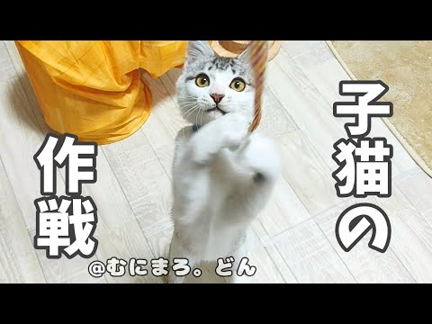 子猫は部屋から出ようとする主を見てこうなりました。