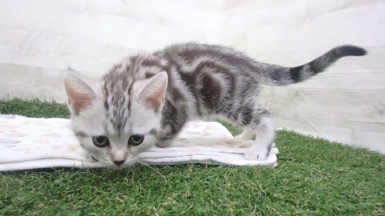 ペットショップcoo&riku No.00627944 アメリカンショートヘアー