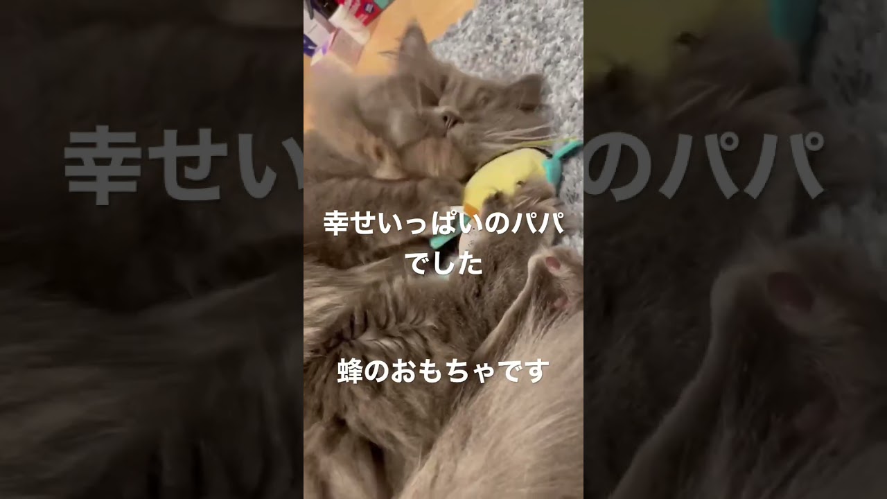 幸せにも程がある #ラガマフィン #猫のいる暮らし #猫動画 ラガマフィン