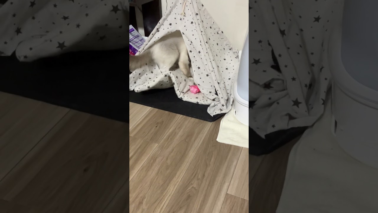 元気いっぱい子猫のとこちゃん #ラグドール #ショート #子猫 #ragdoll #shorts #kitten