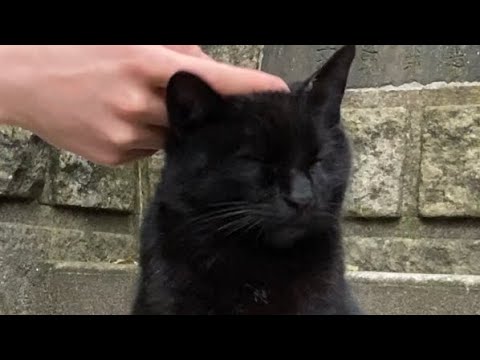 【伏見稲荷】久しぶりの黒猫クロロの前を横切る茶トラ猫チャコ　A brown cat passing in front of a black cat after a long absence