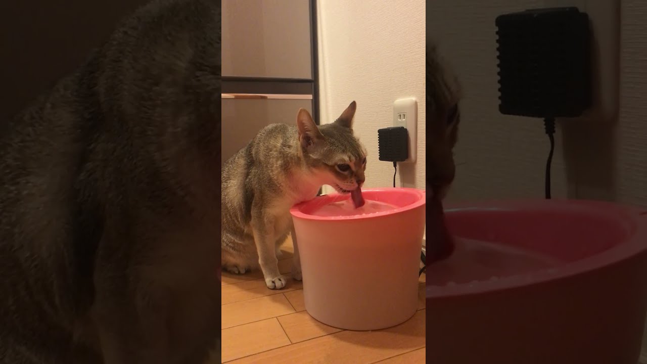 お水を飲んだ後にエアペロペロするシンガプーラなのにゃ♪