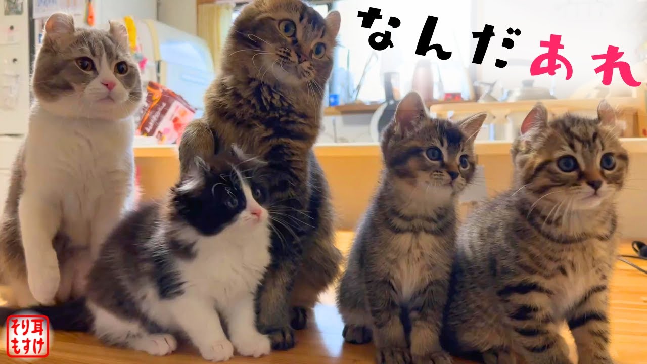 なにこれ❓子猫達が不思議な鳴き声で大合唱を始めたんだけどｗ