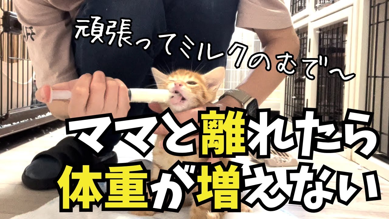 体重が増えない！子猫達にシリンジで追ミルクする事にした