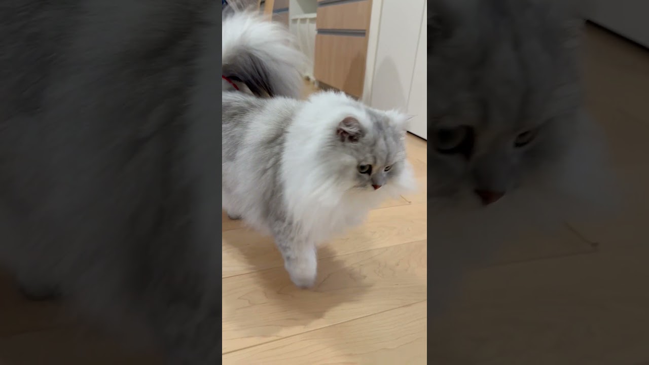尻尾に引っかかった紐が気になる猫 【サイベリアン】 #Shorts
