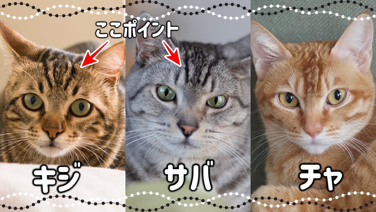 タビー猫（トラ猫）の真実12選｜深い歴史、豊富な色柄の種類、性格