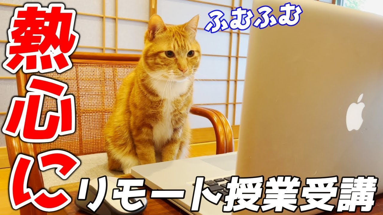 リモート授業で大好きな庭子猫の口説き方を学んでいた末っ子猫…笑[いきる君とクウちゃん]