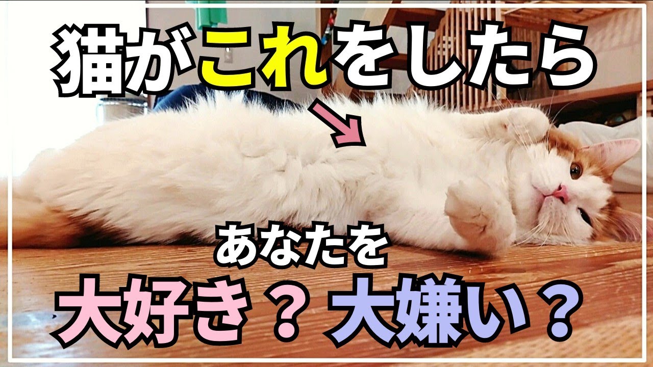 【同じ家族だけど態度が違う！】愛猫による家族の格付けチェック【メインクーン】