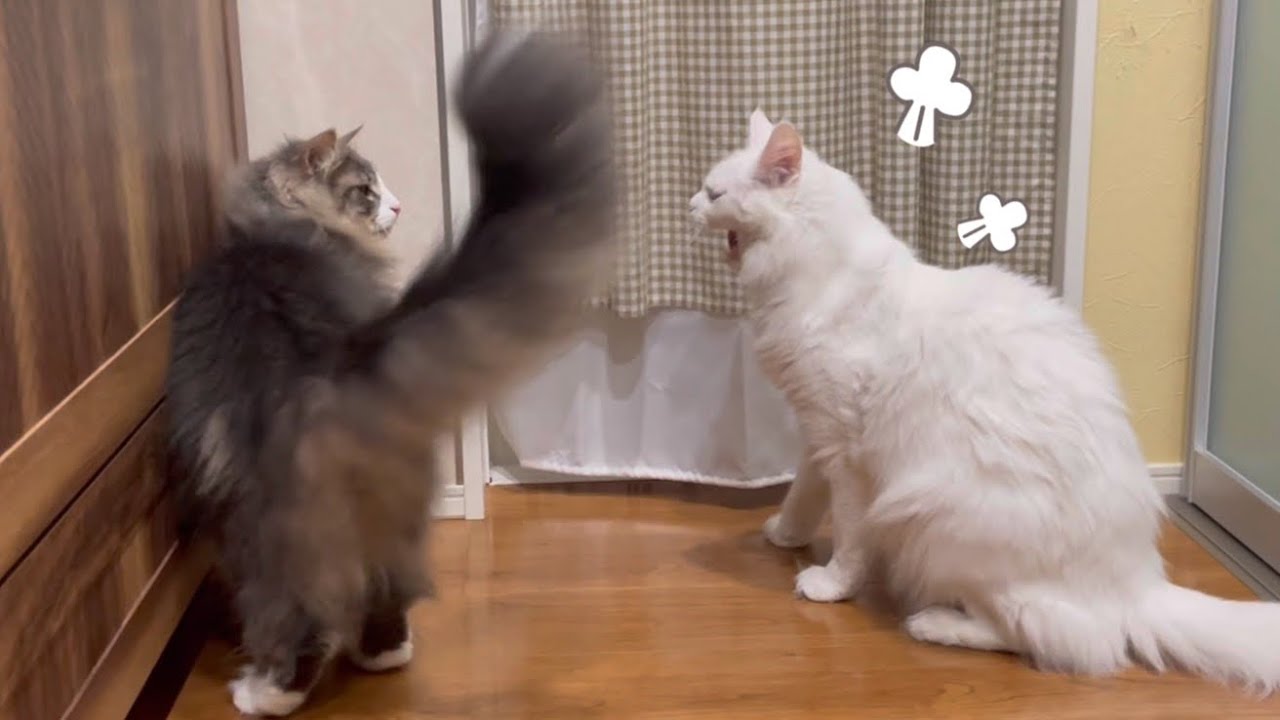 【かわいい❤️】ターキッシュアンゴラ兄ちゃんと遊びたい‼︎‼︎かまってちゃんノルウェージャンフォレストキャットwww