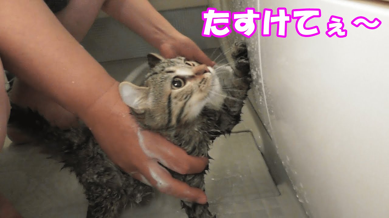 初めてのお風呂を嫌がる子猫クッキー【アメリカンカール】Kitten scared of the first bath