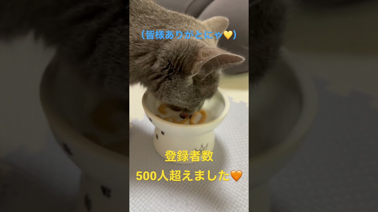 登録者数500人突破✨ありがとうございます🙇（ロシアンブルー）#shorts
