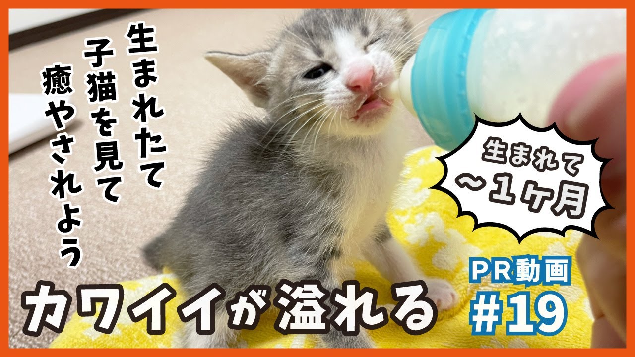 野良猫が生んだ子猫たち、可愛くて癒しが満載。生後１ヶ月まで成長！【PR・梅家編6】