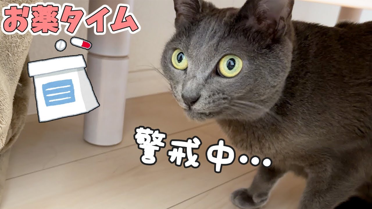 お薬嫌いな猫はこうやって飲ませます…！！