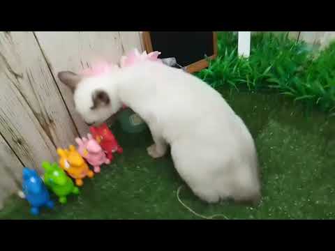 Coo&RIKU　No625294　トンキニーズ