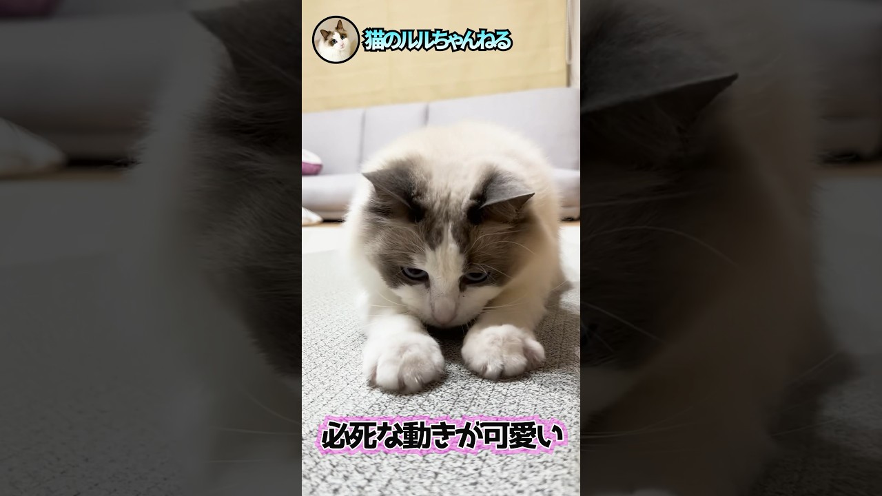 俊敏な動きが可愛い猫 #ラグドール #ragdoll #shorts