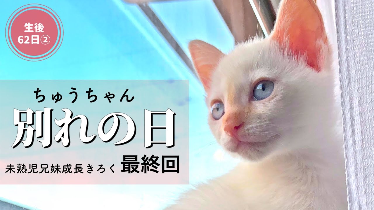 みんなありがとう…未熟児子猫３兄妹のおはなし最終回【生後62日目後編】【未熟児子猫成長日記】