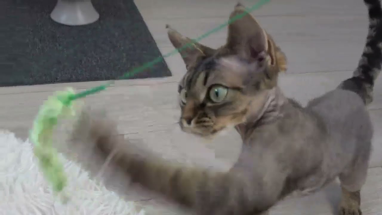 デボンレックス子猫の普段の夕方の風景(Devon Rex kitten's evening routines)