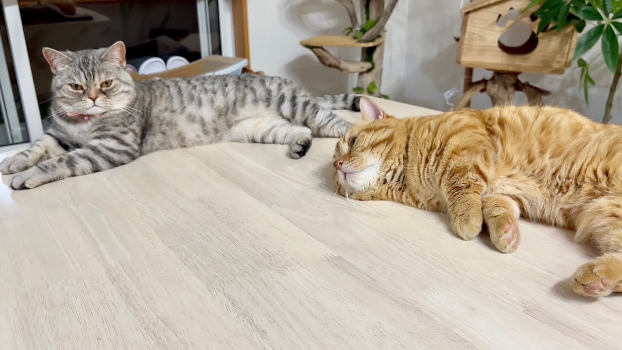 続・妻とぼくの癒しのじかん