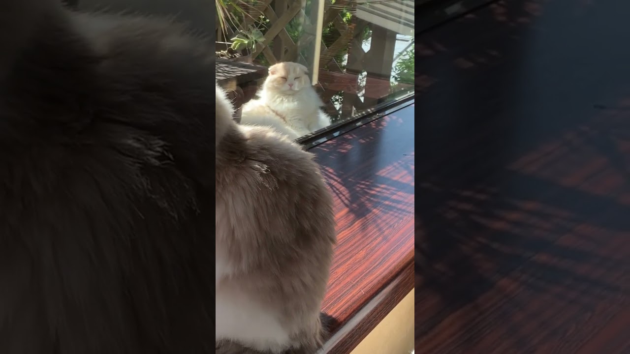 貴方のオーラを感じています。#猫 #スコティッシュフォールド #ラグドール #もふもふ #多頭飼い #霊感 #オーラ #癒し @minamin.ch.2022