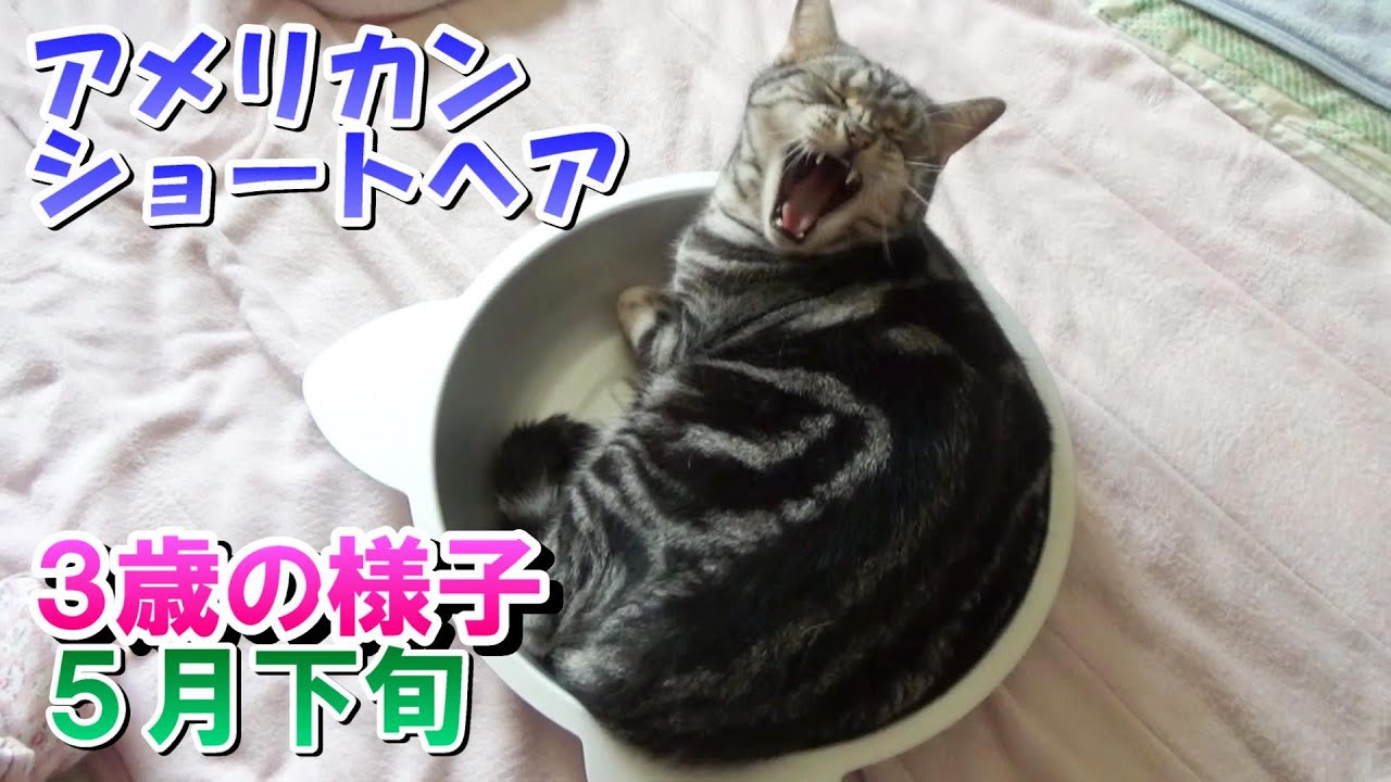 猫鍋出した５月下旬　３歳の様子（アメリカンショートヘア）