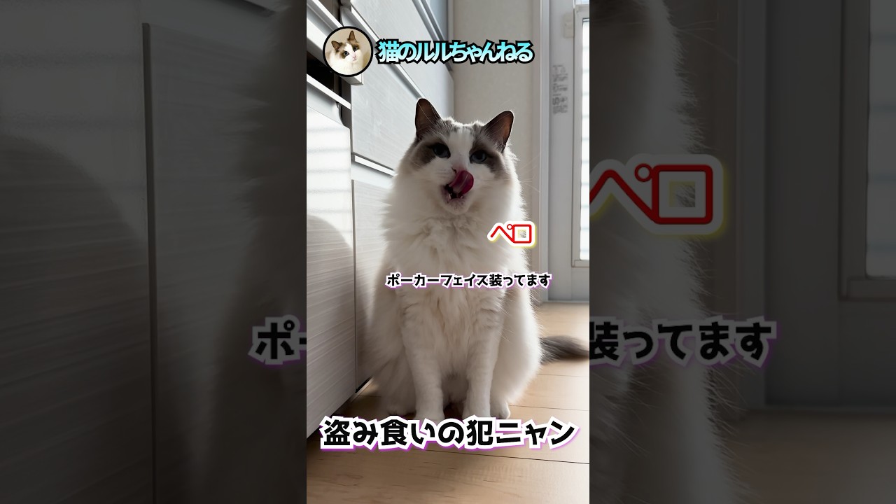 盗み食いをした後はこうなります #ラグドール #ragdoll #shorts
