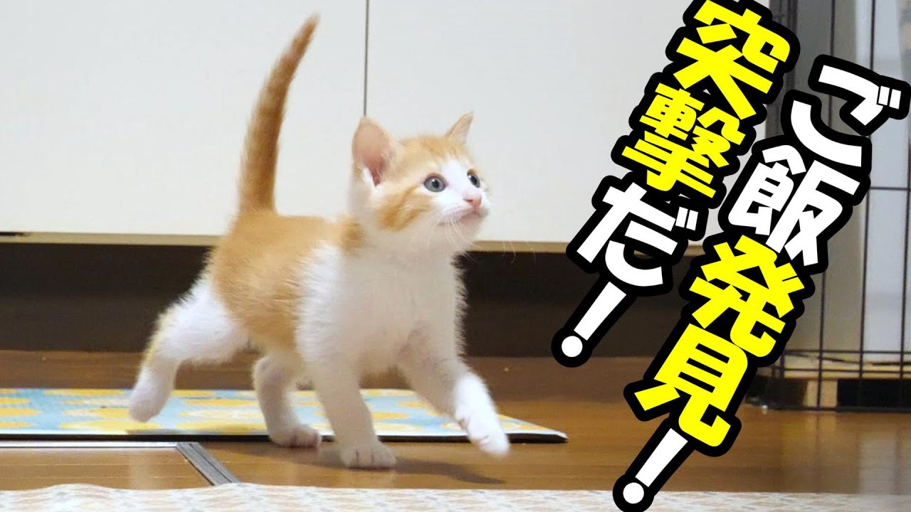 ふたりボッチの子猫　ご飯を発見した子猫たちがママに突撃してくる【赤ちゃん猫　保護猫】