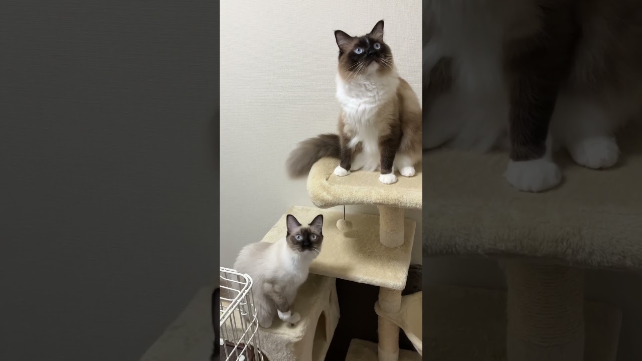 ラグドールのたぬきみたいな猫 #kitten #ragdoll #ねこ #ラグドール #ラグドール子猫 #cat #アライグマ #こねこ #たぬき #ねこのいる生活