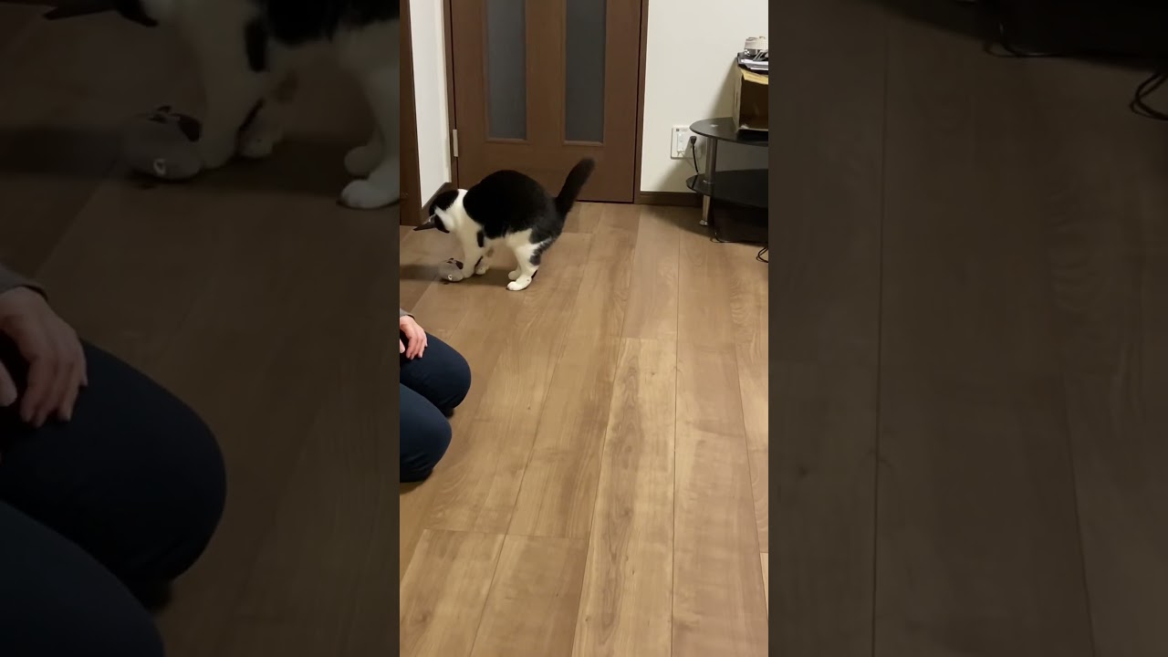 おもちゃで遊ぶ猫 #cat #猫 #minuet #scottishfold #スコティッシュフォールド #ミヌエット #ハチワレ #折れ耳