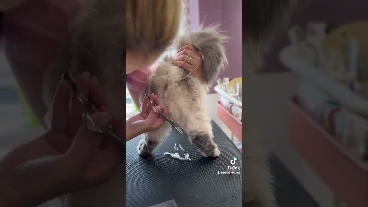 ヒマラヤンのカルピンちゃんが来てくれました　京都市南区　ペットサロンみぃ〜