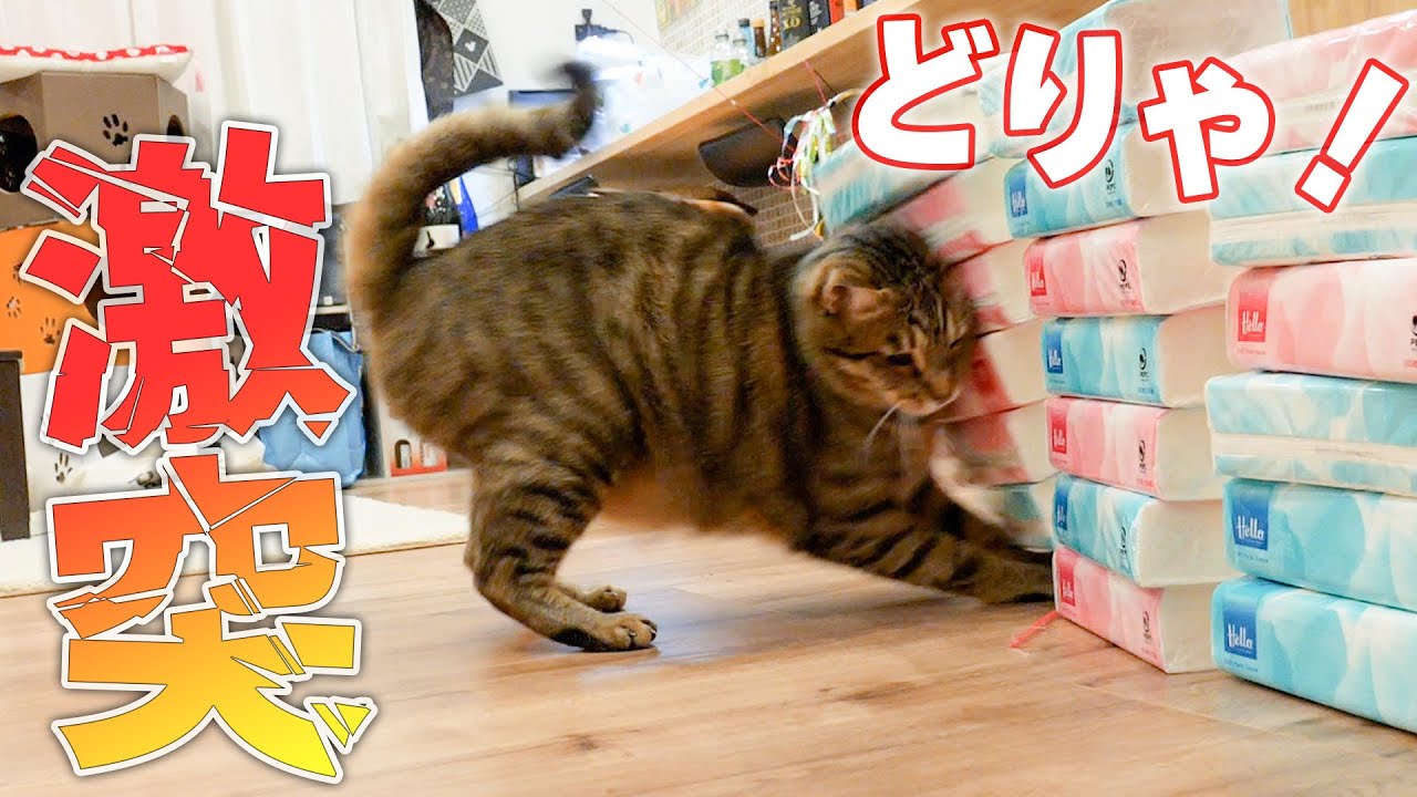 興奮しすぎて頭から壁に突っ込んでしまう猫がこちらです...