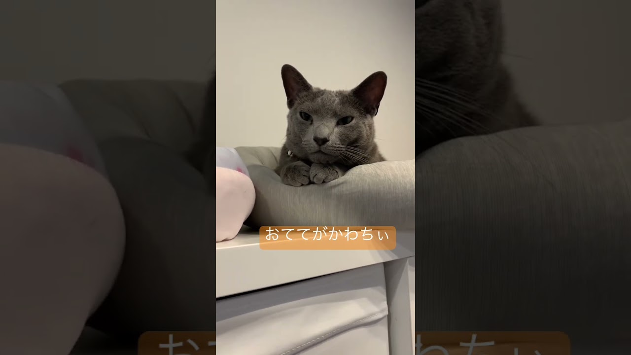 おててがかわちぃ😍#shorts #cat #ねこ #ロシアンブルー
