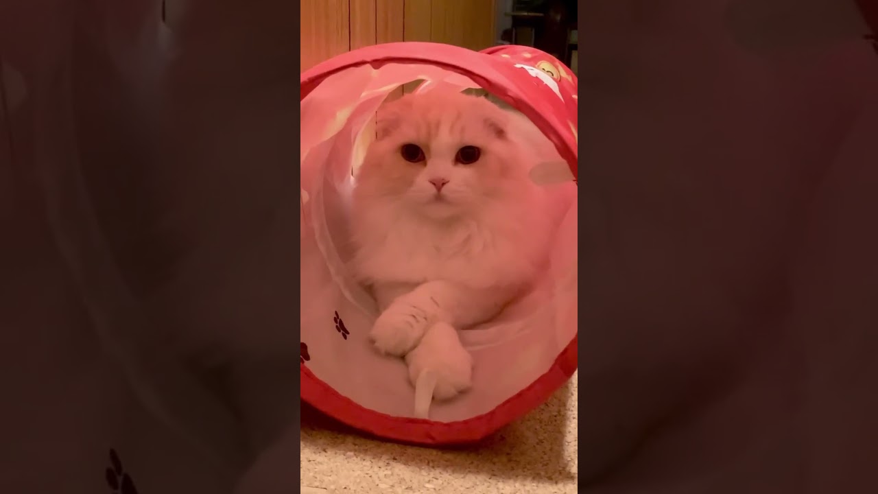 ちゃおチュールのトンネルでまどろむスコティッシュフォールド #ちゃおチュール #トンネル猫 #もふもふ #猫カフェ気分 #猫癒し動画 #かわいい猫 #猫 #ショート #short