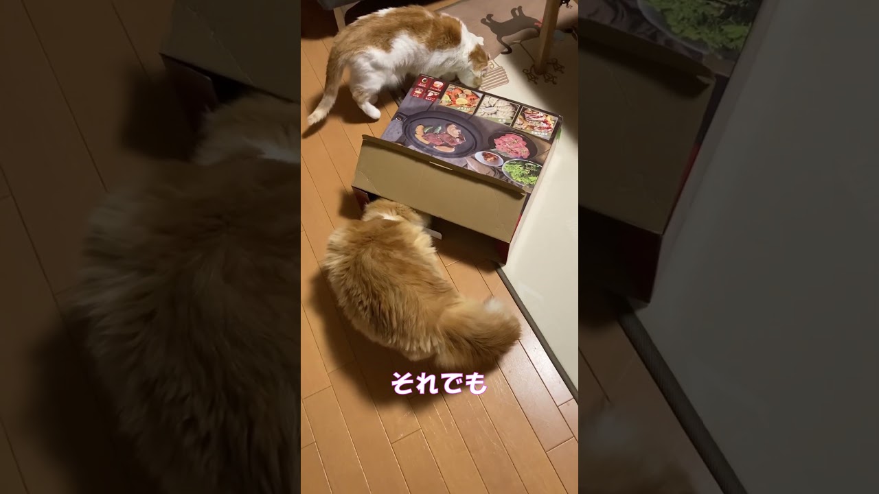 入れないとわかっていても・・・ #shorts  #猫 #アメリカンカール #cat