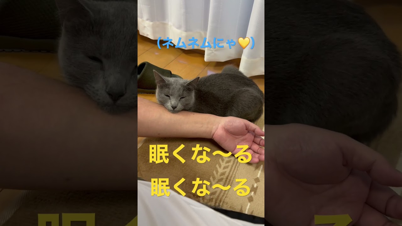 催眠術でネムネム💛な猫（ロシアンブルー）#shorts
