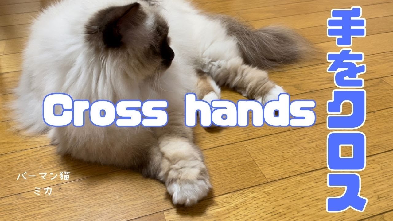バーマン猫ミカ【手をクロス】Cross hands（バーマン猫）Birman/Cat