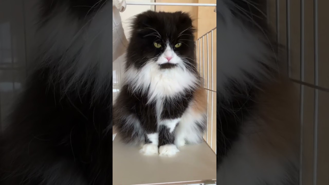 お行儀良いね😊 黒猫系 スコティッシュフォールド もふもふ おすわり 猫カフェ気分 猫かわいい動画 猫癒し動画 ハチワレ猫 多頭飼い 長毛猫 @minamin.ch.2022