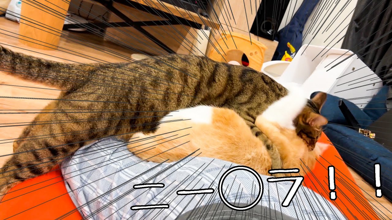 おしりの上でおしり争奪戦を始めるねこたち。