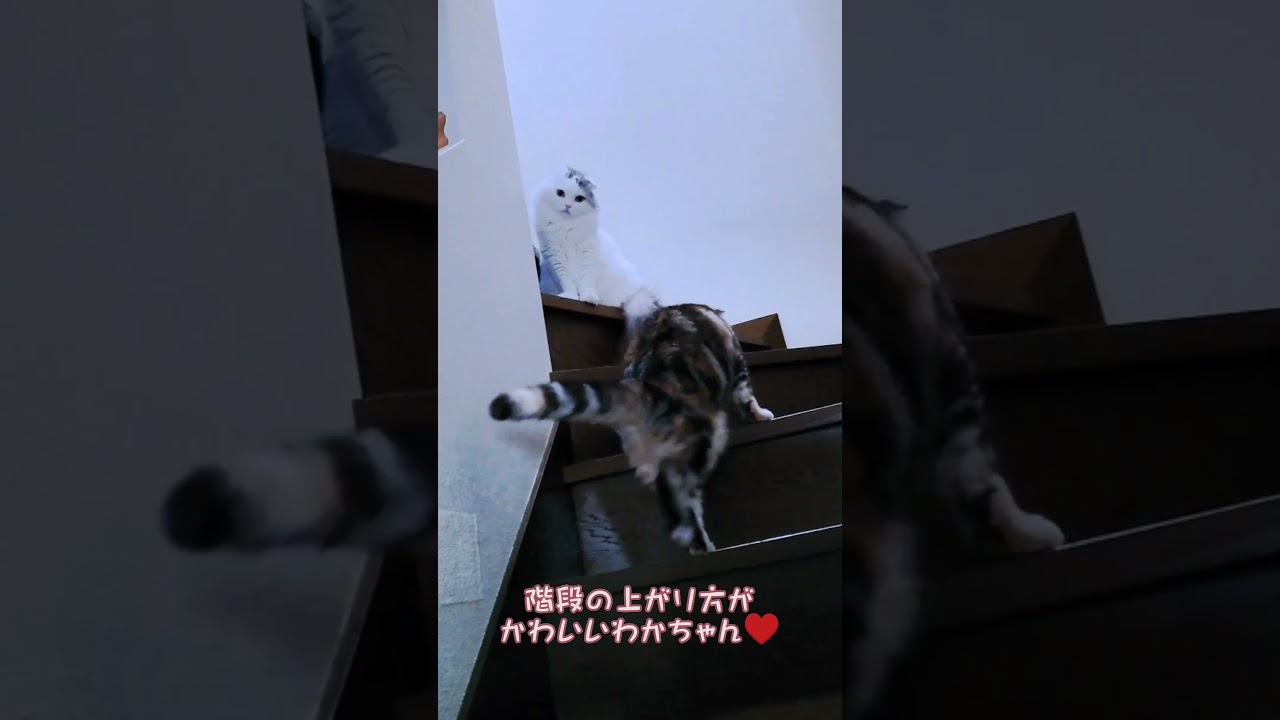 [スコティッシュフォールド] 階段の上がり方がかわいい♥#shorts #スコティッシュフォールド #猫 #cat