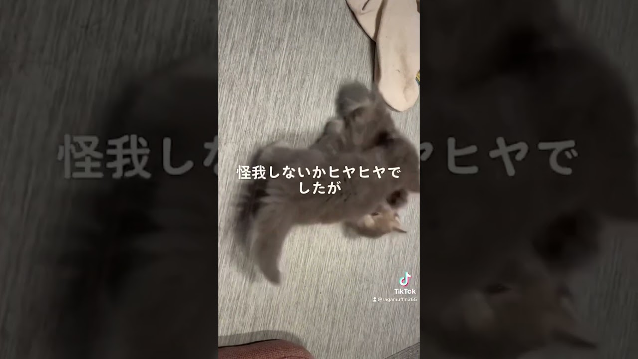 赤ちゃんだった頃の戯れるラガマフィン #ラガマフィン #猫のいる暮らし #猫動画