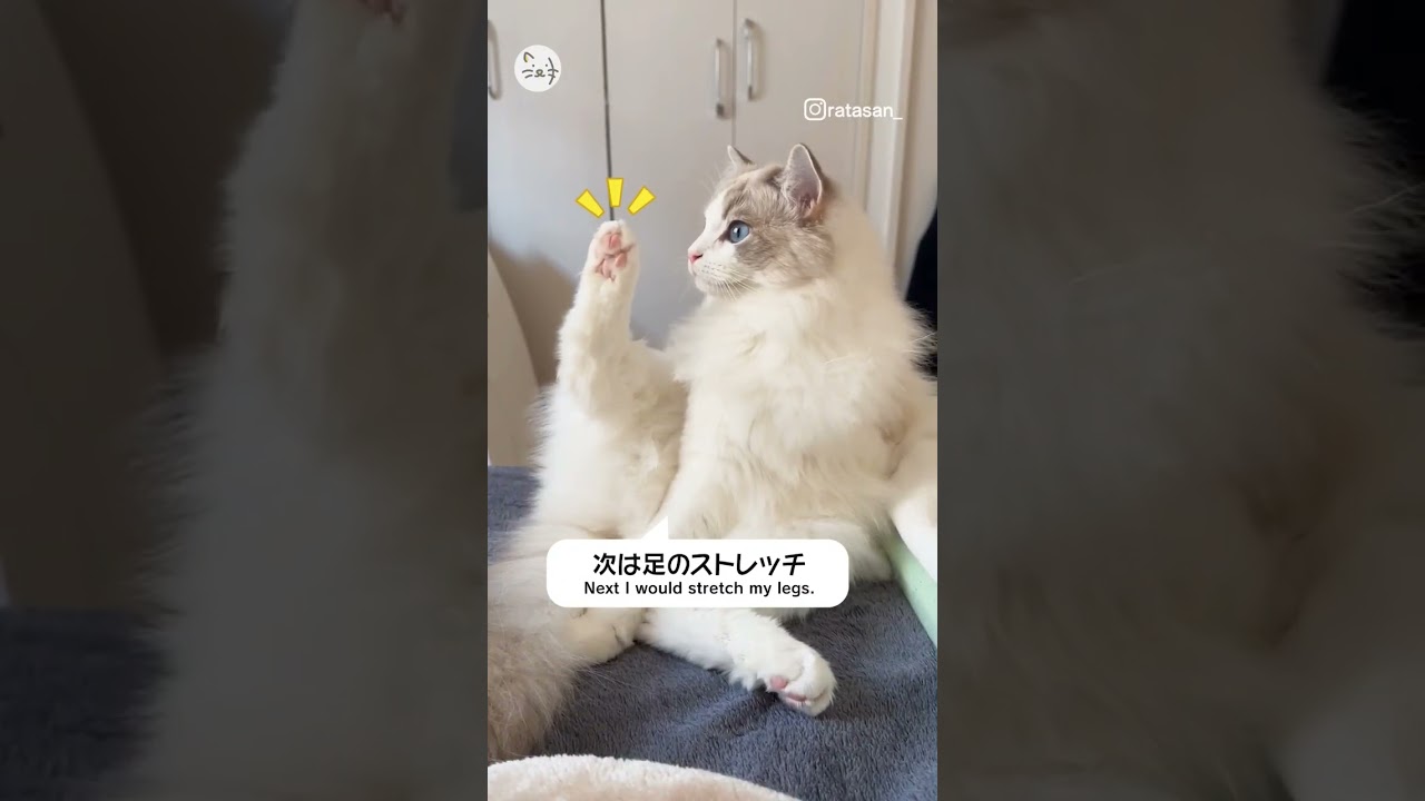 ラグドール猫「らたちゃん」によるストレッチ教室🐈Try it with me！【癒やし動画】 #猫王国 #ラグドール #美猫 #cat
