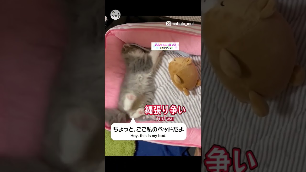 縄張り争い？ラガマフィン子猫「メルちゃん」🐈Turf war！ #猫王国