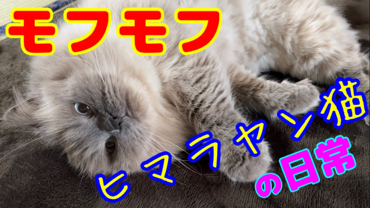 【cat】モフモフ・ヒマラヤン猫の日常