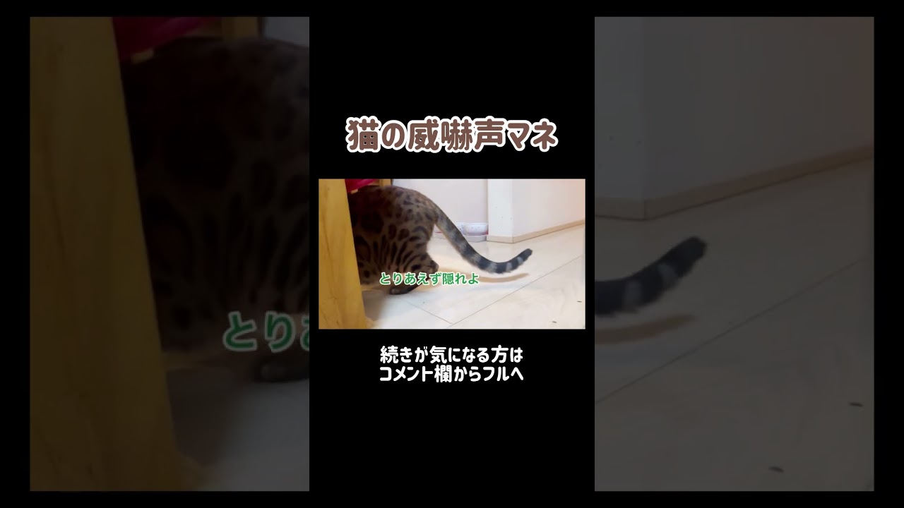 猫の威嚇声マネ🐈 #shorts