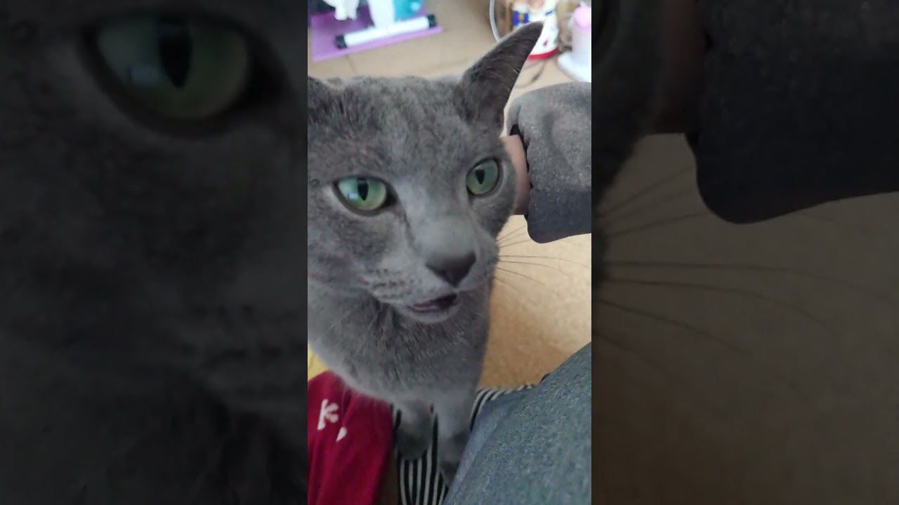 【猫動画】嫁を癒してくれる甘えん坊なロシアンブルー【russianbule】#shorts　A spoiled Russian blue that heals