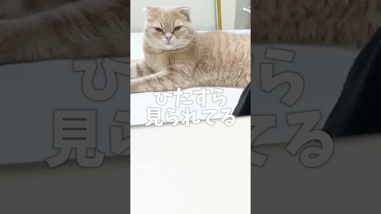 子猫に監視されています【スコティッシュフォールド】#shorts #かわいい #子猫